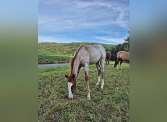 American Quarter Horse, Hengst, Veulen (05/2025), 150 cm, Roan-Red