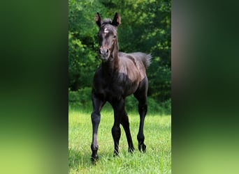 American Quarter Horse, Hengst, Veulen (01/2026), 150 cm, Schimmel