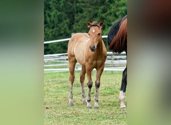 American Quarter Horse, Hengst, Veulen (04/2025), 150 cm