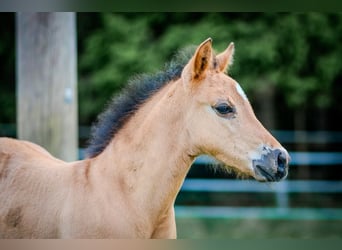 American Quarter Horse, Hengst, Veulen (04/2025), 150 cm