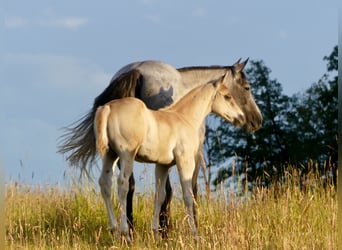 American Quarter Horse, Hengst, veulen (04/2024), 150 cm