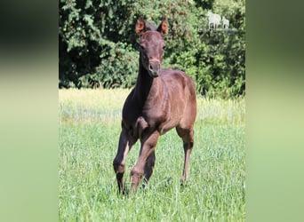 American Quarter Horse, Hengst, Veulen (01/2025), 150 cm, Zwart
