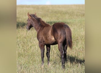 American Quarter Horse, Hengst, , 150 cm, Zwart