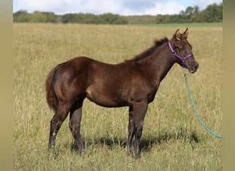 American Quarter Horse, Hengst, , 150 cm, Zwart