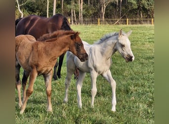 American Quarter Horse, Hengst, veulen (09/2024), 151 cm, Buckskin