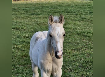 American Quarter Horse, Hengst, veulen (09/2024), 151 cm, Buckskin