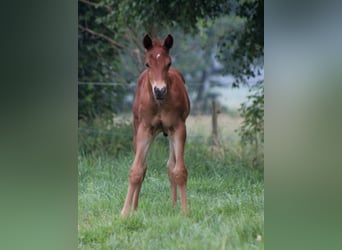 American Quarter Horse, Hengst, Veulen (06/2026), 151 cm, Donkere-vos
