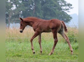 American Quarter Horse, Hengst, Veulen (06/2026), 151 cm, Donkere-vos