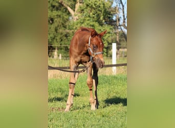 American Quarter Horse, Hengst, Veulen (06/2026), 151 cm, Donkere-vos