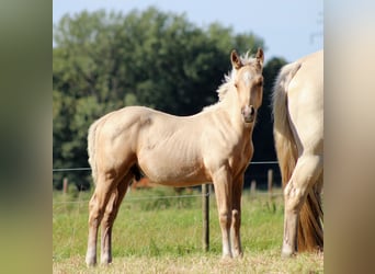 American Quarter Horse, Hengst, Veulen (05/2025), 151 cm, Palomino