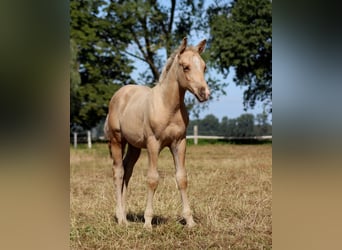 American Quarter Horse, Hengst, Veulen (05/2025), 151 cm, Palomino