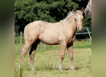 American Quarter Horse, Hengst, Veulen (05/2025), 151 cm, Palomino