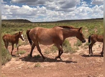 American Quarter Horse, Hengst, veulen (05/2024), 152 cm, Bruin