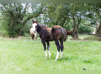 American Quarter Horse, Hengst, veulen (05/2024), 152 cm, Bruin