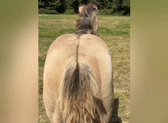 American Quarter Horse, Hengst, Veulen (04/2026), 152 cm, Buckskin