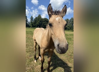 American Quarter Horse, Hengst, Veulen (04/2026), 152 cm, Buckskin