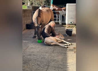 American Quarter Horse, Hengst, , 152 cm, Buckskin
