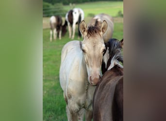 American Quarter Horse, Hengst, Veulen (04/2025), 152 cm, Champagne