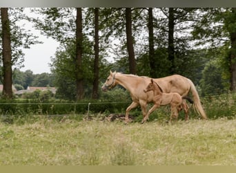 American Quarter Horse, Hengst, veulen (05/2024), 152 cm, Champagne