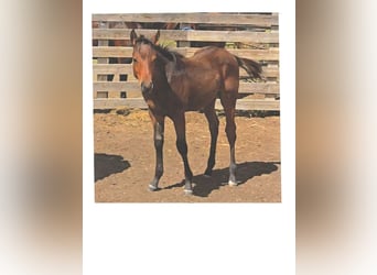 American Quarter Horse, Hengst, Veulen (06/2025), 152 cm, Donkerbruin