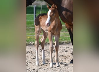 American Quarter Horse, Hengst, , 152 cm, Donkere-vos