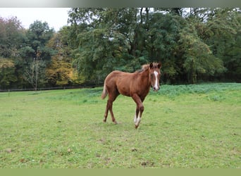 American Quarter Horse, Hengst, Veulen (05/2025), 152 cm, Donkere-vos