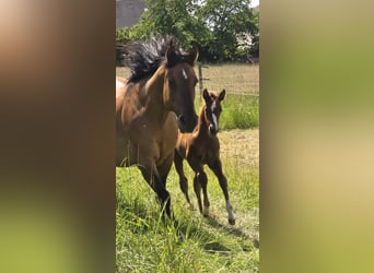 American Quarter Horse, Hengst, , 152 cm, Donkere-vos