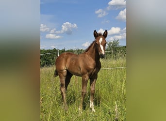 American Quarter Horse, Hengst, , 152 cm, Donkere-vos