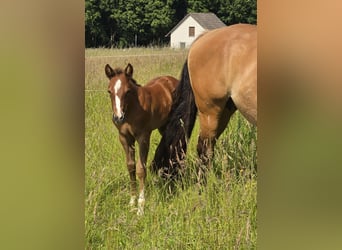 American Quarter Horse, Hengst, , 152 cm, Donkere-vos