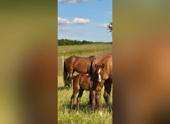 American Quarter Horse, Hengst, , 152 cm, Donkere-vos