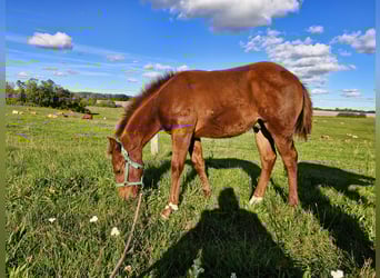 American Quarter Horse, Hengst, Veulen (04/2025), 152 cm, Donkere-vos