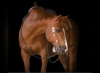 American Quarter Horse, Hengst, veulen (04/2023), 152 cm, Palomino