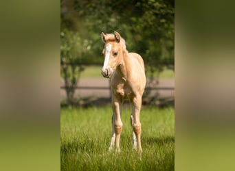 American Quarter Horse, Hengst, veulen (04/2023), 152 cm, Palomino