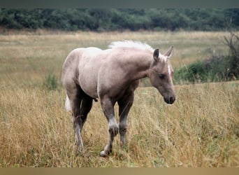 American Quarter Horse, Hengst, Veulen (04/2026), 152 cm, Palomino