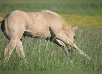 American Quarter Horse, Hengst, Veulen (04/2026), 152 cm, Palomino