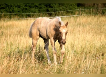 American Quarter Horse, Hengst, Veulen (04/2026), 152 cm, Palomino