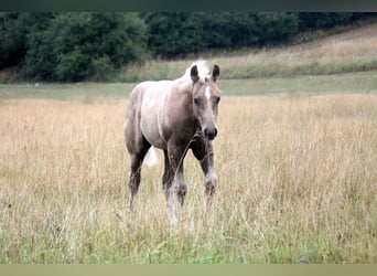 American Quarter Horse, Hengst, Veulen (04/2026), 152 cm, Palomino