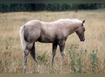 American Quarter Horse, Hengst, Veulen (04/2026), 152 cm, Palomino