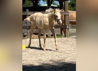 American Quarter Horse, Hengst, Veulen (05/2026), 152 cm, Palomino