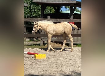 American Quarter Horse, Hengst, Veulen (05/2026), 152 cm, Palomino