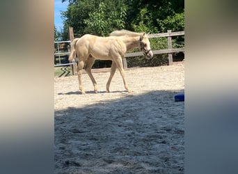 American Quarter Horse, Hengst, Veulen (05/2026), 152 cm, Palomino