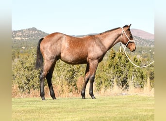 American Quarter Horse, Hengst, veulen (04/2023), 152 cm, Roan-Bay