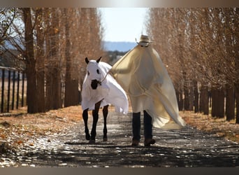 American Quarter Horse, Hengst, veulen (04/2023), 152 cm, Roan-Bay