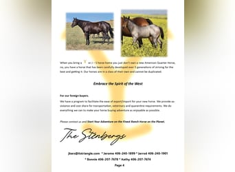 American Quarter Horse, Hengst, Veulen (05/2025), 152 cm, Roodbruin