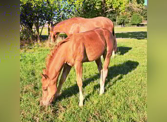 American Quarter Horse, Hengst, Veulen (05/2025), 152 cm, Vos