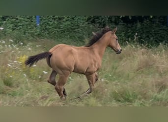 American Quarter Horse, Hengst, veulen (05/2024), 153 cm, Buckskin