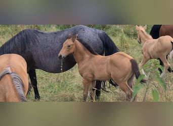 American Quarter Horse, Hengst, veulen (05/2024), 153 cm, Buckskin