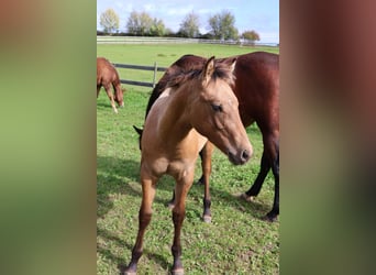 American Quarter Horse, Hengst, Veulen (05/2025), 153 cm, Falbe