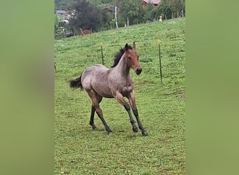 American Quarter Horse, Hengst, Veulen (03/2026), 153 cm, Roan-Bay