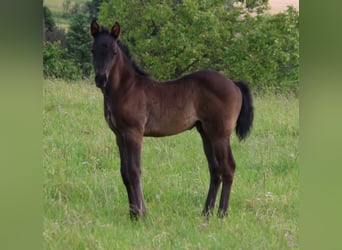 American Quarter Horse, Hengst, veulen (04/2024), 153 cm, Roan-Blue